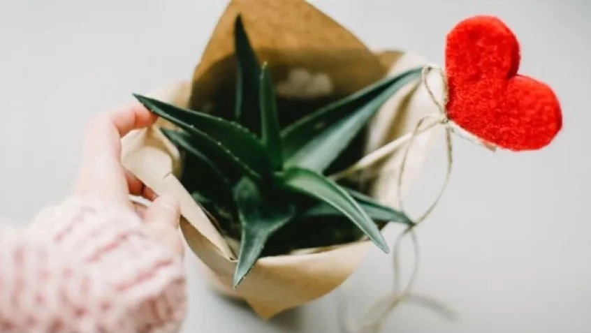 A house plant wrapped in eco-friendly paper with a heart decorative item, a gift for valentine's day.