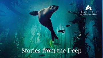Movies and Documentaries about Oceans